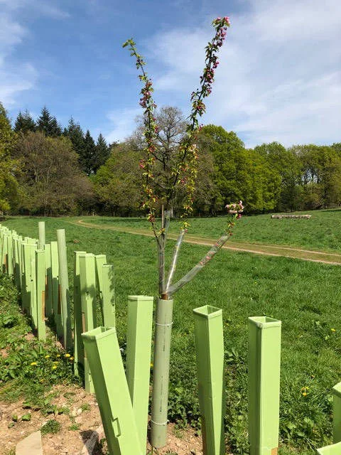 Planting trees