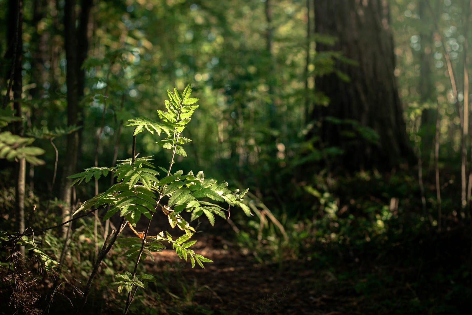green fern, new shoots, sapling.
